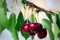 روش پرورش «درخت گیلاس» در خانه