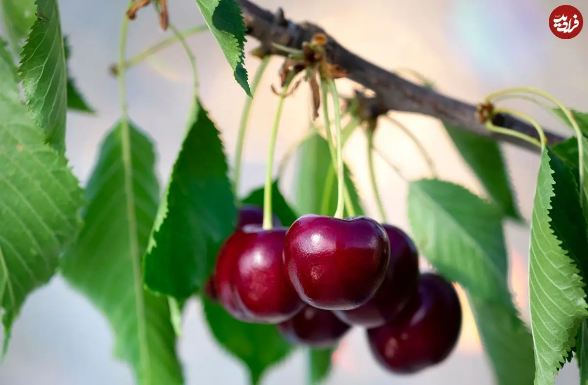 روش پرورش «درخت گیلاس» در خانه