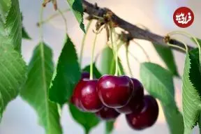 روش پرورش «درخت گیلاس» در خانه