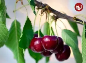 روش پرورش «درخت گیلاس» در خانه