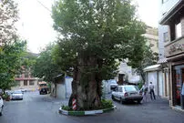 هزارساله‌های شمیران؛ همه آنچه باید درباره چنارهای شمال تهران بدانید!
