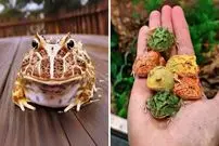 ببینید| قورباغه شاخدار آرژانتینی؛ جانوری رنگارنگ و بامزه که موش شکار می کند!