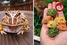 ببینید| قورباغه شاخدار آرژانتینی؛ جانوری رنگارنگ و بامزه که موش شکار می کند!