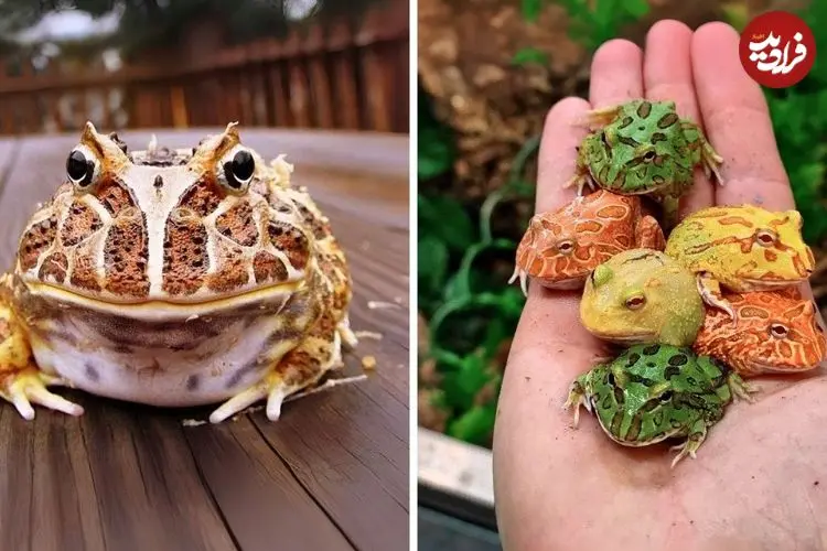 ببینید| قورباغه شاخدار آرژانتینی؛ جانوری رنگارنگ و بامزه که موش شکار می کند!