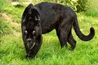 ببینید| حرکت قورباغه‌وار جگوار برای شکار کایمن