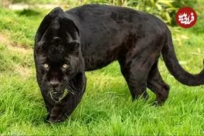 ببینید| حرکت قورباغه‌وار جگوار برای شکار کایمن