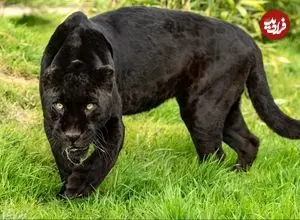 ببینید| حرکت قورباغه‌وار جگوار برای شکار کایمن