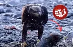 ببینید| سیلی غیرمنتظره ماهی به صورت یک عقاب