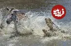 ببینید| لحظه نفس‌گیر فرار گورخر از حمله تمساح