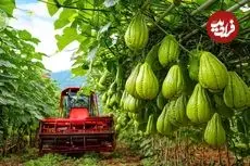 ببینید| چگونه تایلندی ها صدها تن چایوت را برداشت می کنند؟