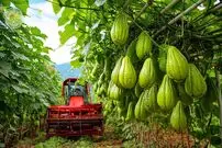 ببینید| چگونه تایلندی ها صدها تن چایوت را برداشت می کنند؟