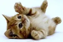 (ویدئو) گربه بازی‌گوشی که دست از سر راننده برنمی‌داشت!