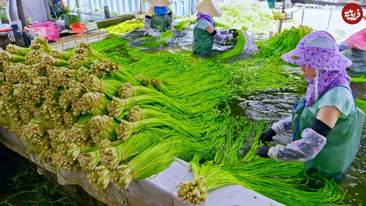 ببینید؛ فرآیند برداشت روزانه 50 هزار قطعه نیلوفر آبی برفی در مزارع تایوان