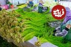 ببینید؛ فرآیند برداشت روزانه 50 هزار قطعه نیلوفر آبی برفی در مزارع تایوان 
