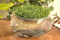 آموزش کاشت سبزه شناور؛ متفاوت ترین سبزه عید