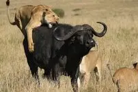 (ویدئو) تکنیک شیر ماده برای مهار قدرت گاومیش بعد از شکار
