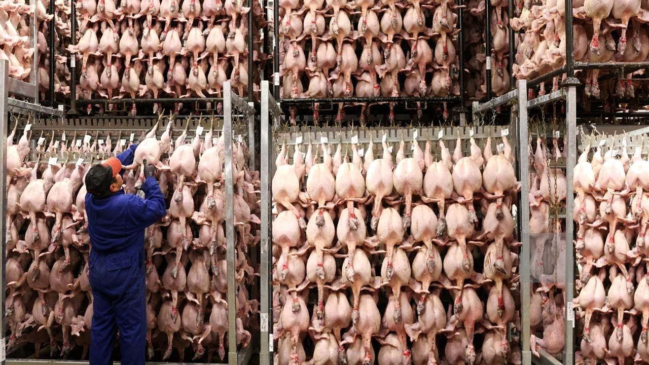 (ویدئو) فرآیند پرورش و بسته بندی گوشت 8.9 میلیارد مرغ در کارخانه های آمریکا