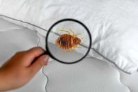 ساس‌ها به‌لطف جهش ژنتیکی دربرابر حشره‌کش‌ها مقاوم شده‌اند