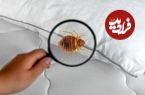 ساس‌ها به‌لطف جهش ژنتیکی دربرابر حشره‌کش‌ها مقاوم شده‌اند