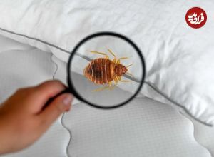 ساس‌ها به‌لطف جهش ژنتیکی دربرابر حشره‌کش‌ها مقاوم شده‌اند