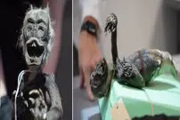 (ویدیو) کشف اسرار «پری دریایی فیجی»؛ ترکیبی از ماهی، میمون و یک خزنده
