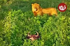 ببینید| مستند حیات وحش؛ شکار ساده یک «کل یالدار» توسط «شیر گرسنه»