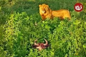 ببینید| مستند حیات وحش؛ شکار ساده یک «کل یالدار» توسط «شیر گرسنه»