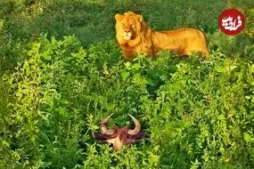 ببینید| مستند حیات وحش؛ شکار ساده یک «کل یالدار» توسط «شیر گرسنه»