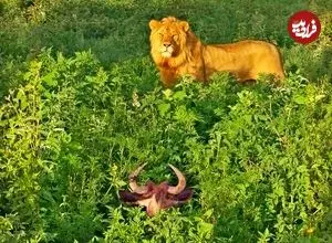 ببینید| مستند حیات وحش؛ شکار ساده یک «کل یالدار» توسط «شیر گرسنه»