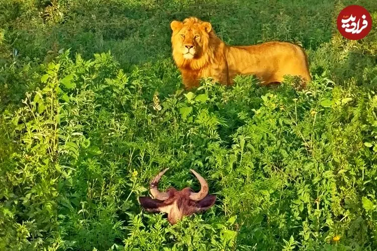 ببینید| مستند حیات وحش؛ شکار ساده یک «کل یالدار» توسط «شیر گرسنه»