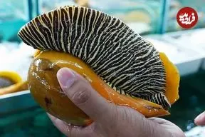 ببینید| غذای خیابانی در تایلند؛ پخت غذا با حلزون دریایی Melo Melo در بانکوک