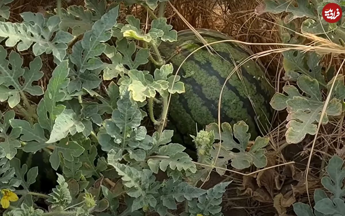 (ویدئو) کاشت و برداشت بدون آب هندوانه در شنزارهای کویری منطقه چال سمبک آران و بیدگل