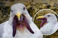 ببینید| تلاش مرغان دریایی برای بلعیدن ستاره‌ دریایی