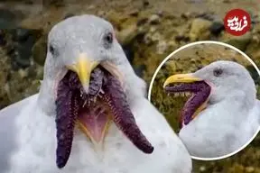 ببینید| تلاش مرغان دریایی برای بلعیدن ستاره‌ دریایی