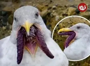 ببینید| تلاش مرغان دریایی برای بلعیدن ستاره‌ دریایی