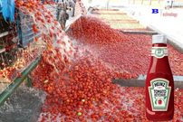 ببینید؛ سس گوجه فرنگی چگونه تولید می شود؟