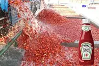 ببینید؛ سس گوجه فرنگی چگونه تولید می شود؟