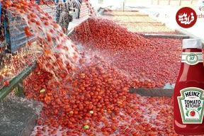 ببینید؛ سس گوجه فرنگی چگونه تولید می شود؟