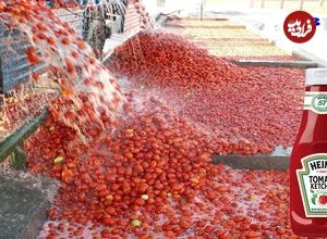 ببینید؛ سس گوجه فرنگی چگونه تولید می شود؟