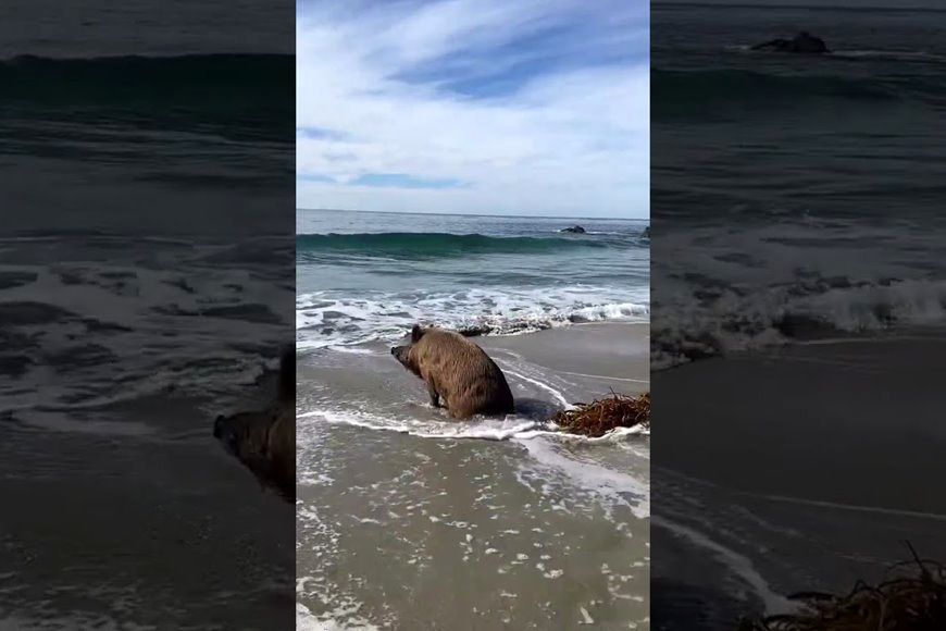 (ویدئو) تعطیلات مجردی یک گراز وحشی در کنار ساحل دریا