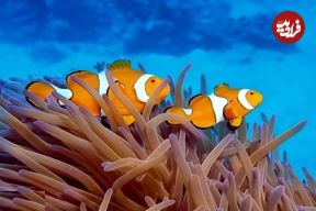 عکس؛ آیا ماهی‌ها آب می‌خورند؟