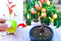 (ویدئو) روشی ساده و کاربردی برای پرورش درخت سیب در گلدان با کمک میوه سیب