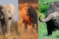 (ویدئو) تصویرسازی هوش مصنوعی از حیوانات وحشی به شکل جنگجویان مبارز!
