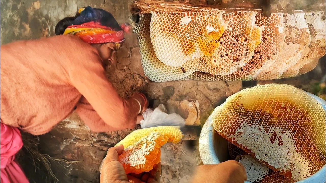 (ویدئو) پرورش عجیب زنبور عسل لابه لای دیوار خانه توسط یک خانواده هندی