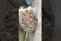 (ویدئو) مهارت دیدنی این مرد در تعویض حرفه ای نعل اسب