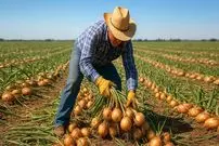 ببینید| چگونه کشاورزان آمریکایی هزاران تن پیاز را برداشت می کنند؟