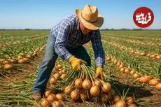 ببینید| چگونه کشاورزان آمریکایی هزاران تن پیاز را برداشت می کنند؟