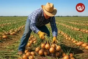 ببینید| چگونه کشاورزان آمریکایی هزاران تن پیاز را برداشت می کنند؟