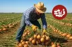 ببینید| چگونه کشاورزان آمریکایی هزاران تن پیاز را برداشت می کنند؟