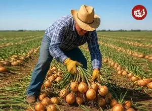 ببینید| چگونه کشاورزان آمریکایی هزاران تن پیاز را برداشت می کنند؟